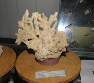 Butterfly_Moths_collection109