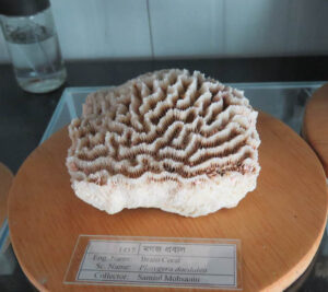 Butterfly_Moths_collection110