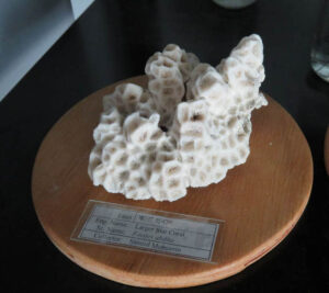 Butterfly_Moths_collection112