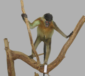 Capped-Langur