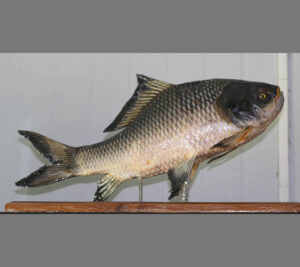 Catla-Gibelion-catla