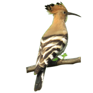 Common-Hoopoe