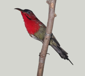 Crimson-Sunbird