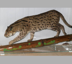 Fishing Cat