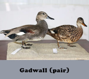 Gadwall