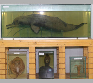 Ganges-River-Dolphin