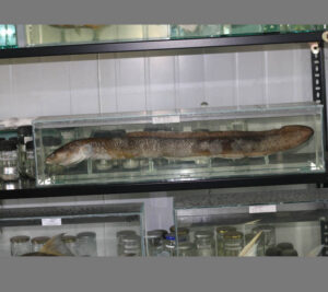 Giant-Mottled-Eel