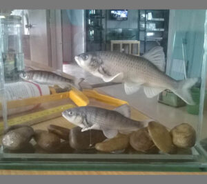 Hamiltons-Barilla-Barilius-bendelisis