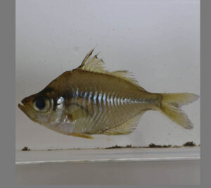 Indian-Glassy-Fish