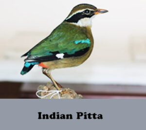Indian-Pitta