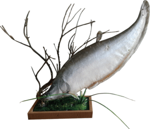Knifefish-or-Chitol