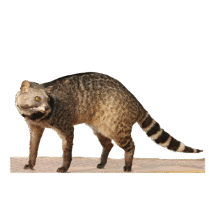 Large-Indian-Civet