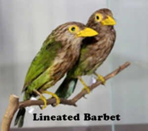 Lineated-Barbet