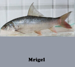 Mrigal-Carp