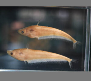 Pabda-Catfish