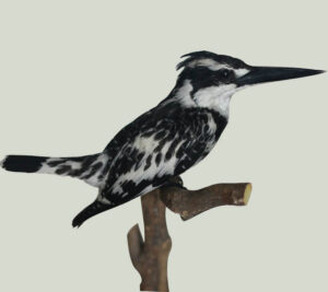 Pied-Kingfisher
