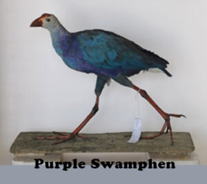Purple-Swamphen