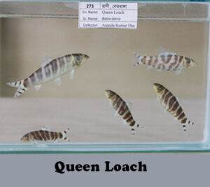 Queen-Loach