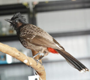 Red-vented-Bulbul