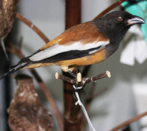 Rufous-Treepie