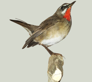 Siberian-Rubythroat