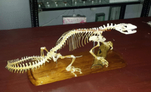 Skeleton-of-Yellow-Monitor-Lizard