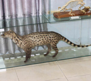 Small-Indian-Civet