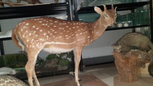 Spotted Deer