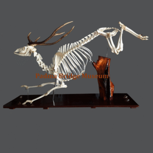 Spotted-Deer-Skeleton