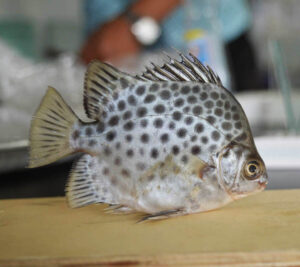 Spotted-Scat-Scatophagus-argus