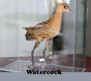 Watercock