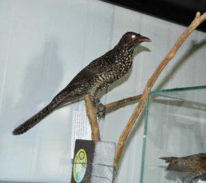 Western-Koel