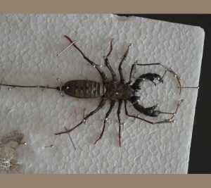 Whip-Scorpion