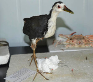 White-breasted-Waterhen