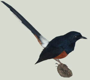 White-rumped-Shama-Shyama